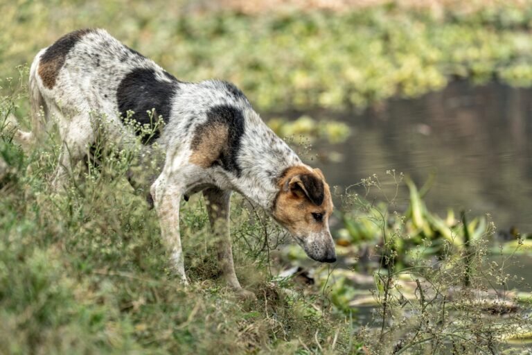 Can Dogs Catch Fish?