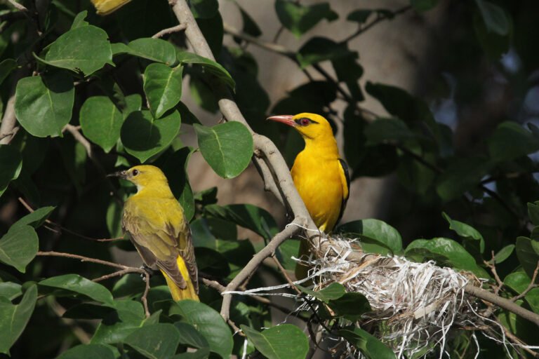 Indian Golden Oriole