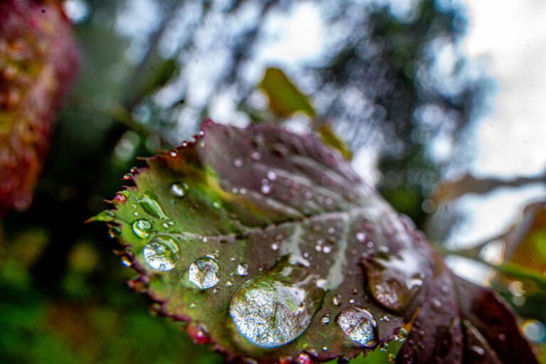 Forest in closeup view