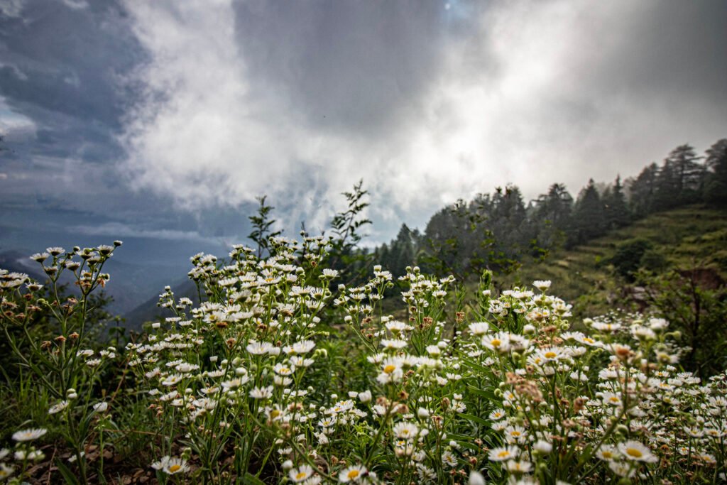 Pine Trees and Daisies