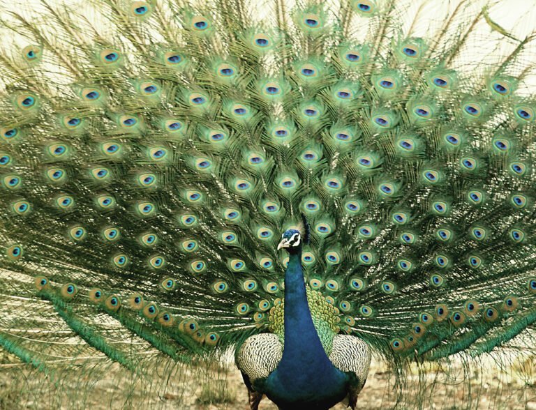 The fascinating peacock