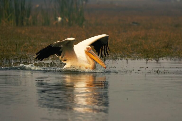 Storks and Pelicans