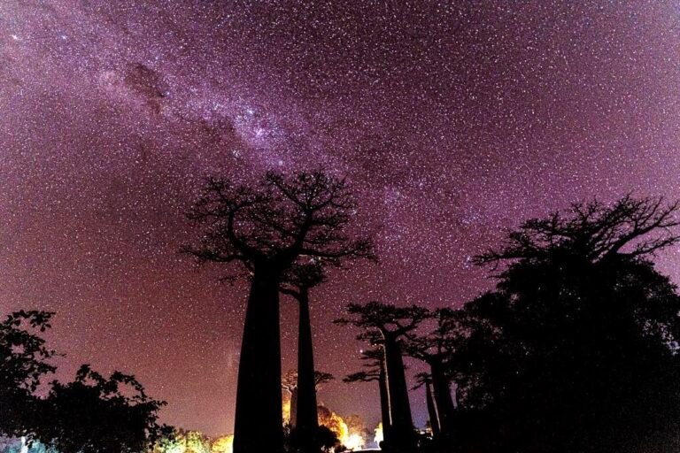 Night Sky Over The Alley of Baobabs, Madagascar